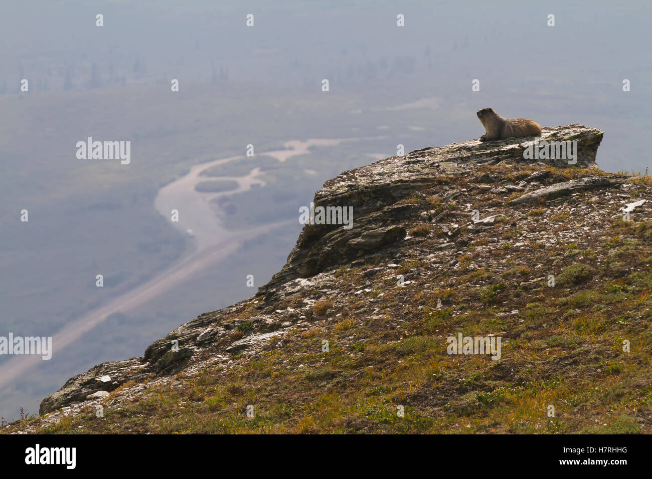 An adult Hoary marmot (Marmota caligata) suns itself on a rock in the high country of Denali National Park and Preserve, interior Alaska in summertime Stock Photo
