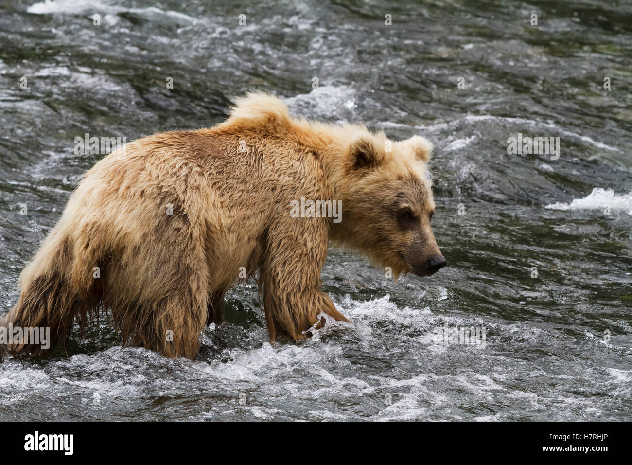 Brown bear (ursus arctos) next to the Russian River of Kenai Peninsula ...