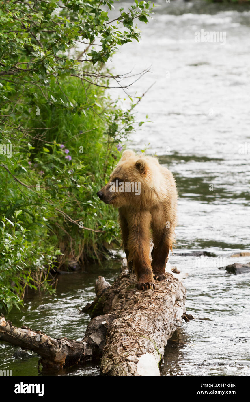 Brown bear (ursus arctos) next to the Russian River of Kenai Peninsula in summertime, South-central Alaska; Alaska, USA Stock Photo