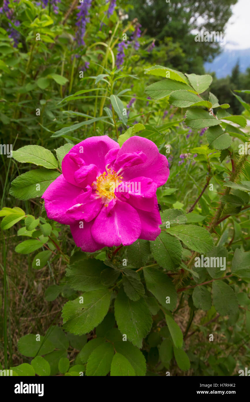 Close up of a wild rose; Valdez, Alaska, United States of America Stock Photo