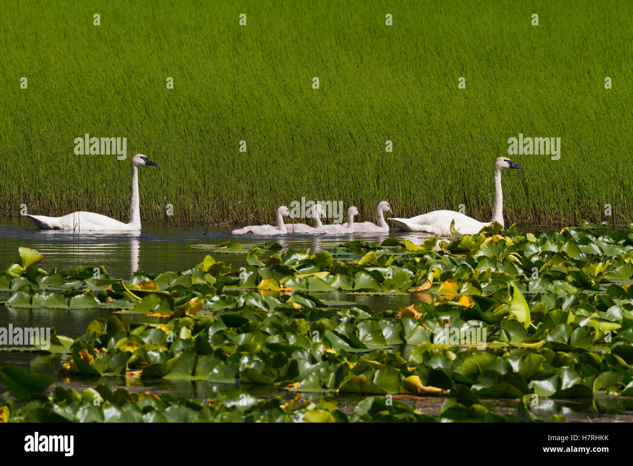 A Family Of Trumpeter Swans (Cygnus Buccinator) In A Small Pond Next To The Seward Highway At Mile 14.7 Of The Seward Highway, South-Central Alaska... Stock Photo