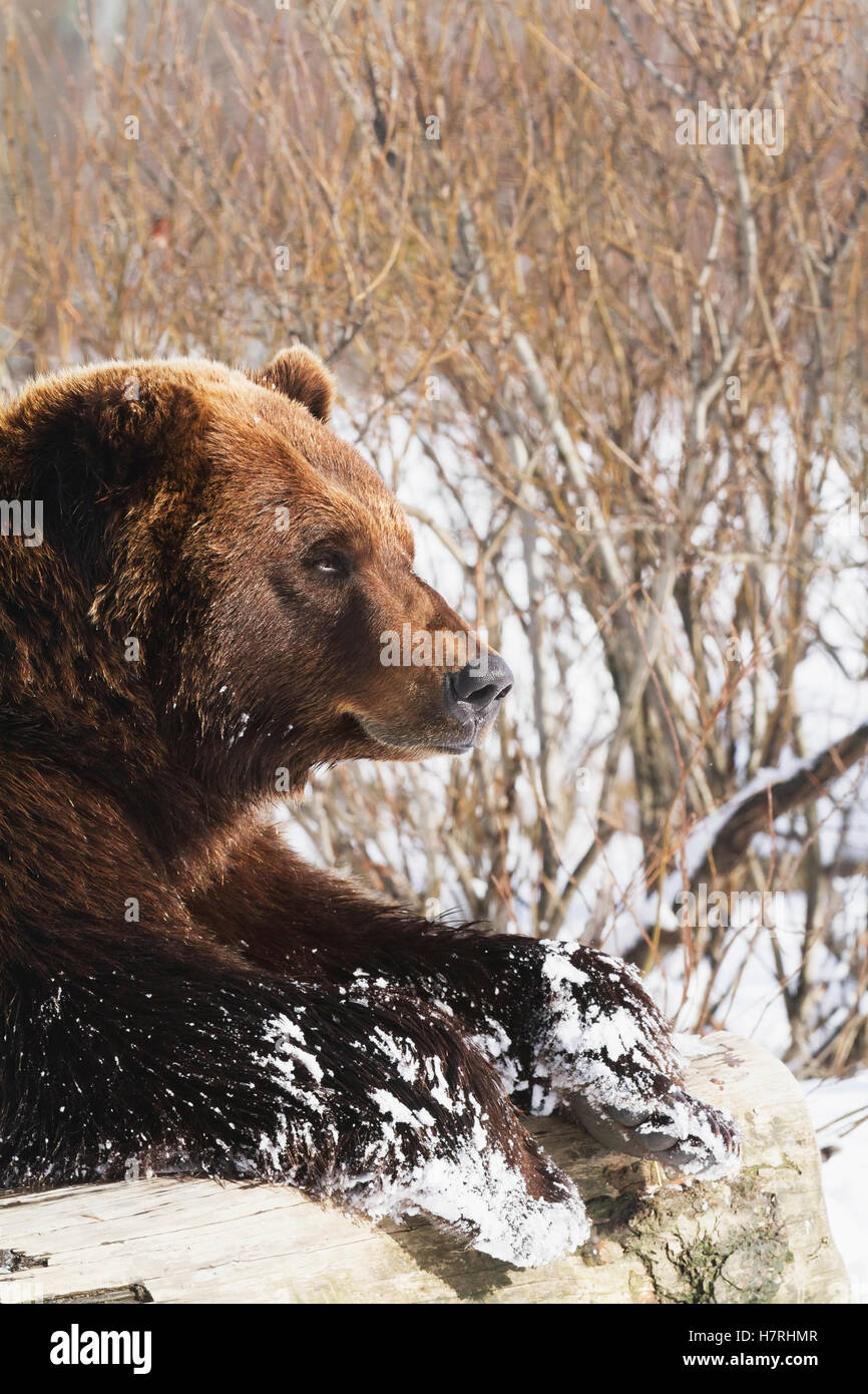 Captive Grizzly bear (ursus arctos horribilis) lying in snow at the Alaska Wildlife Conservation Center; Portage, Alaska, USA Stock Photo