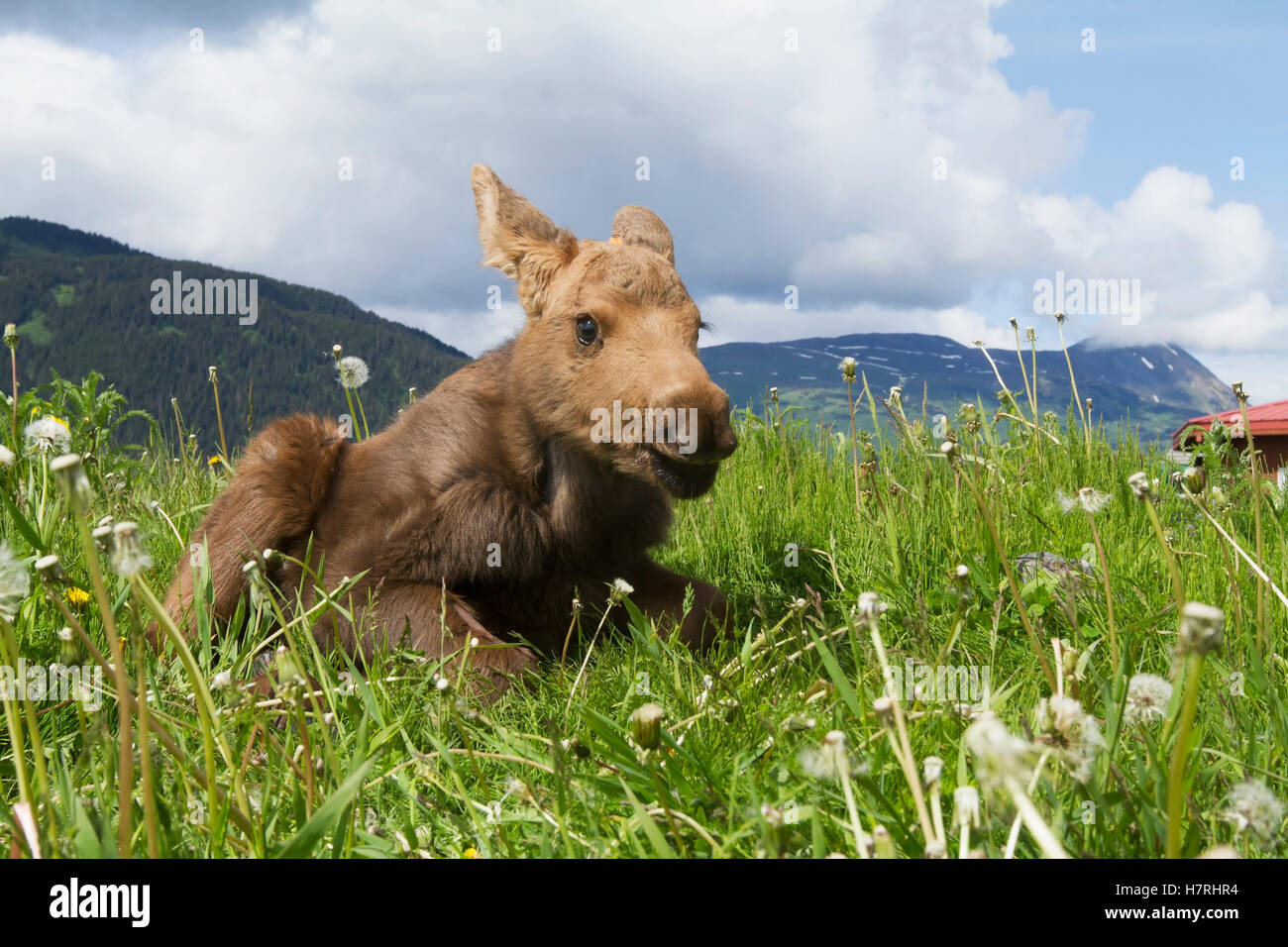 Young moose (alces alces) in grass at the Alaska Wildlife Conservation Center in summertime; Portage, Alaska, USA Stock Photo