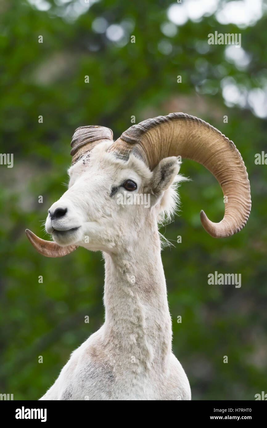 Dall sheep (ovis dalli) ram in Chugach Mountains near the Seward ...