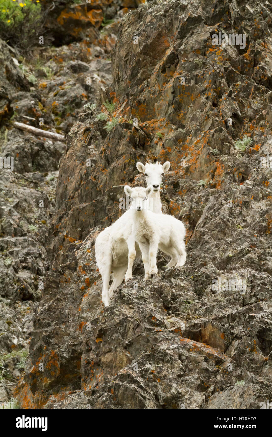 Dall sheep (ovis dalli) lambs in Chugach Mountains near the Seward ...