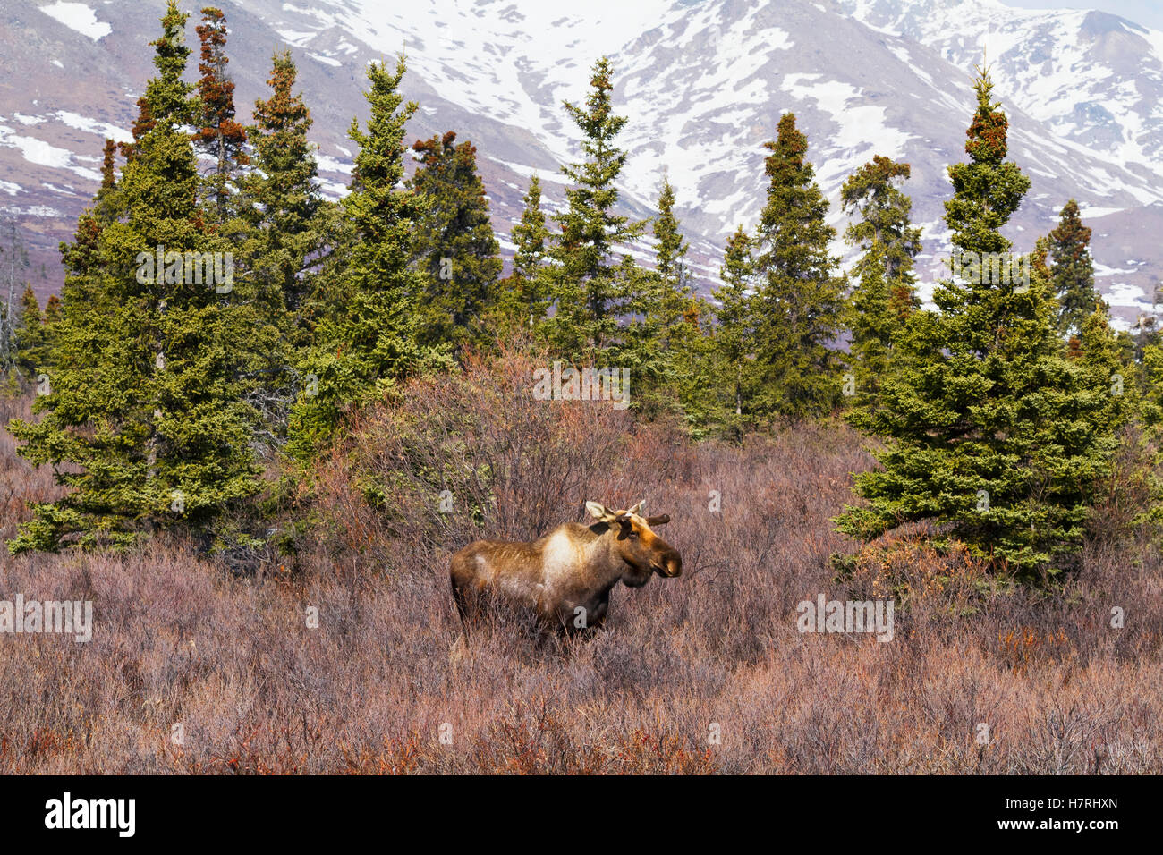 Juvenile bull moose (alces alces) in South-central Alaska in springtime ...
