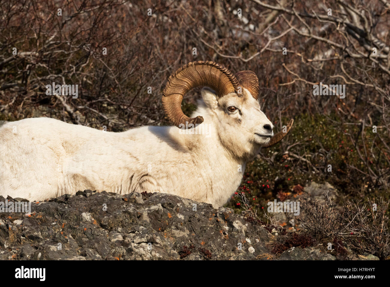 Dall sheep (ovis dalli) ram, Chugach Mountains near Seward Highway ...