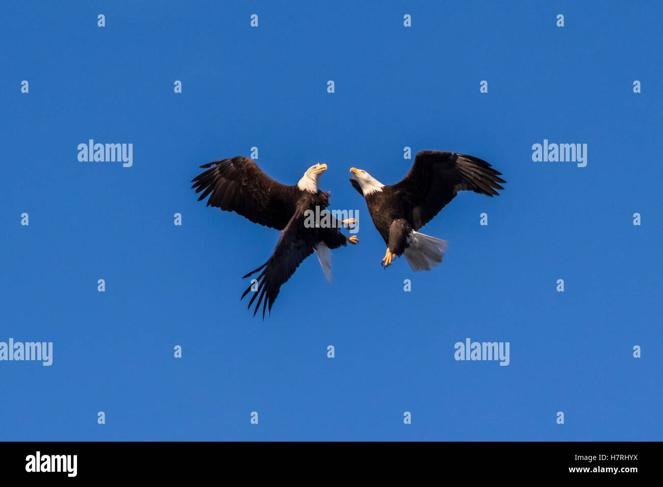 A Pair Of Bald Eagles (Haliaeetus Leucocephalus) That Are Likely Mates Do A Bonding Ritual Of Flying Together And Touching Or Locking Talons Togeth... Stock Photo
