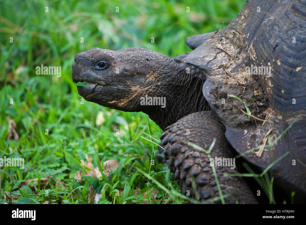 Close up view of a giant tortoise Stock Photo - Alamy