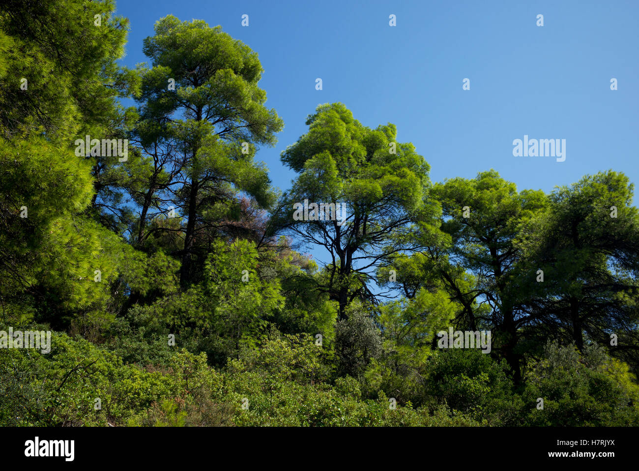 Lush green trees against a blue sky; Sporades, Thessalia Sterea Ellada, Greece Stock Photo