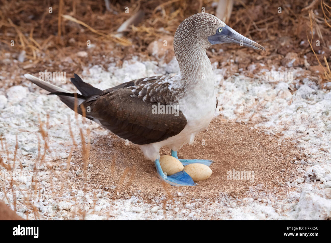 Blue-footed booby in nest with eggs, Galapagos Stock Photo - Alamy
