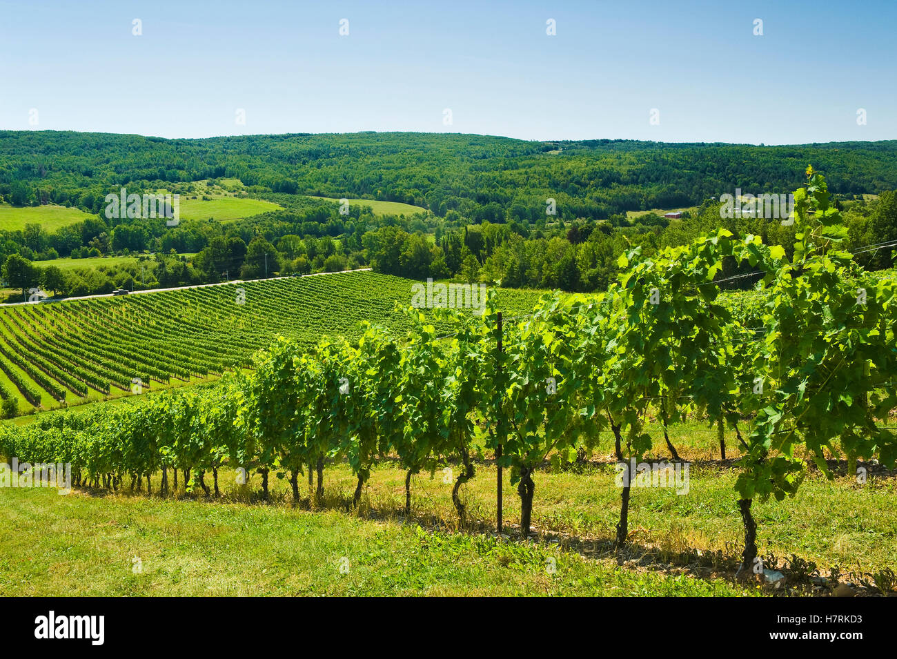 Gaspereau vineyards top
