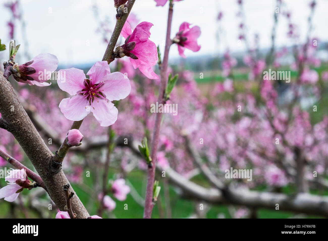 Peach orchard in blossom; Lancaster, Pennsylvania, United States of