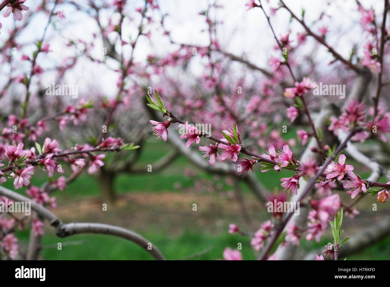 Peach orchard in blossom; Lancaster, Pennsylvania, United States of