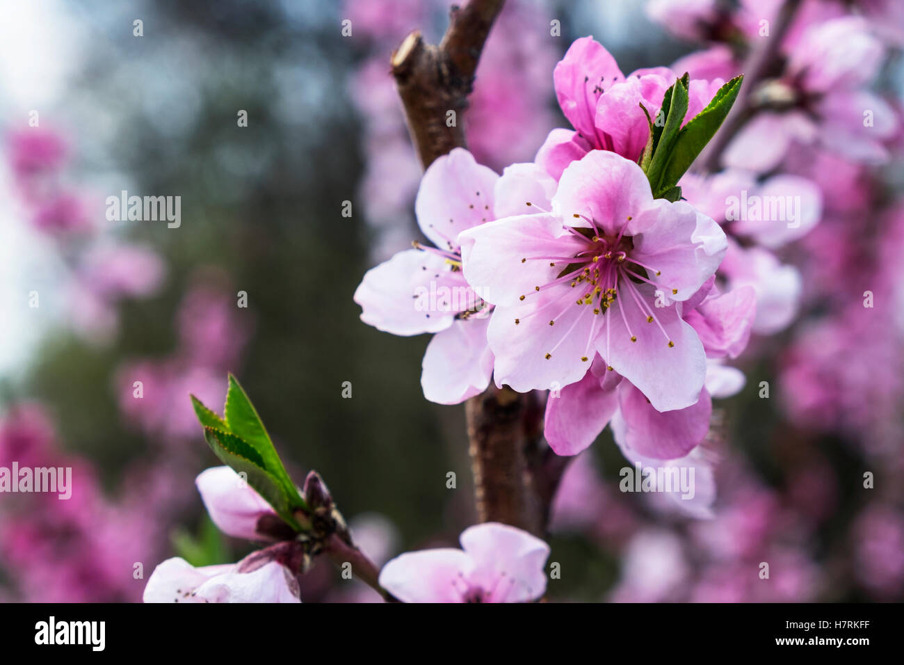 Peach orchard in blossom; Lancaster, Pennsylvania, United States of