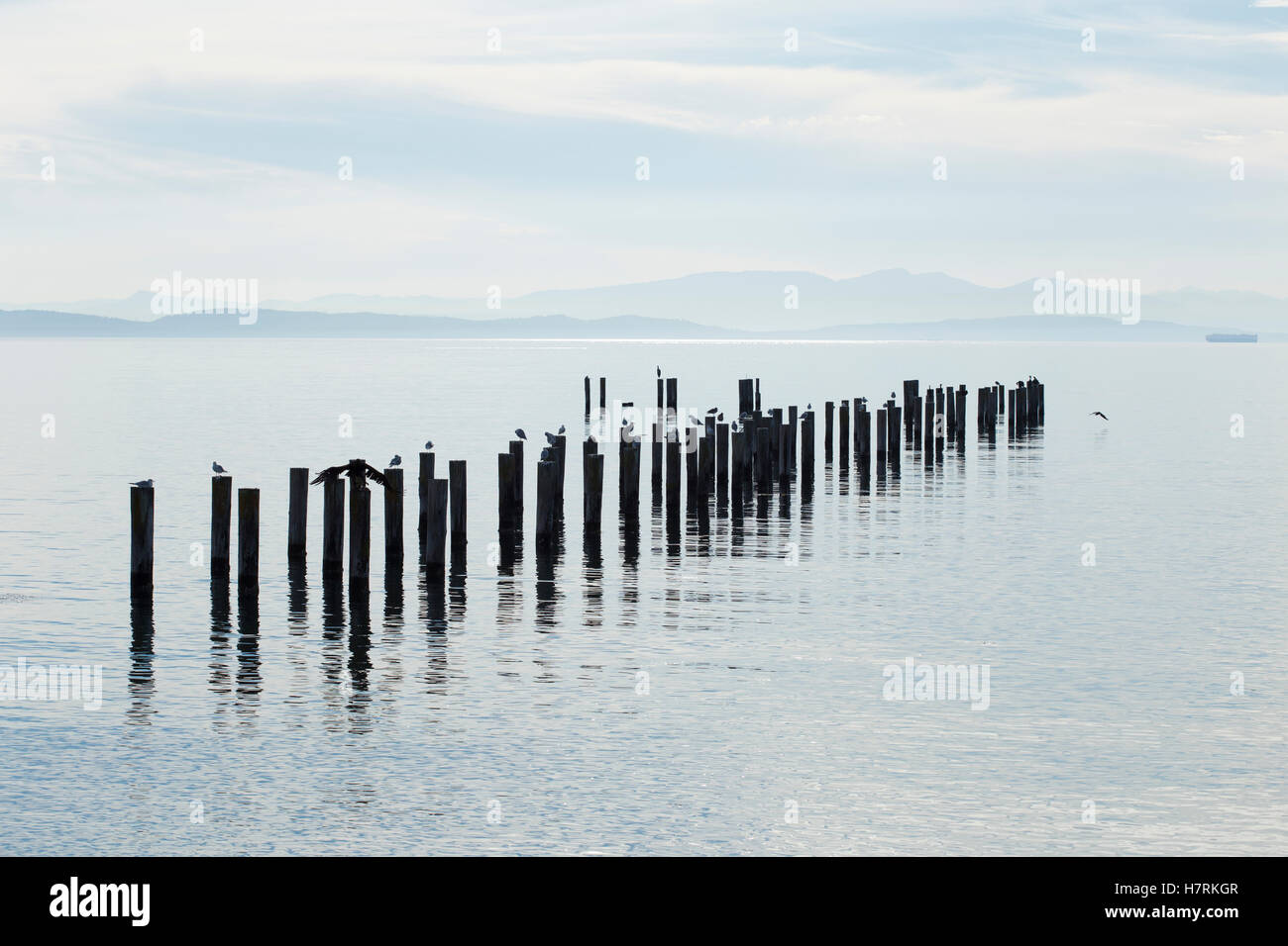 A group of old pilings with a heron, seagulls and cormorants sitting on ...