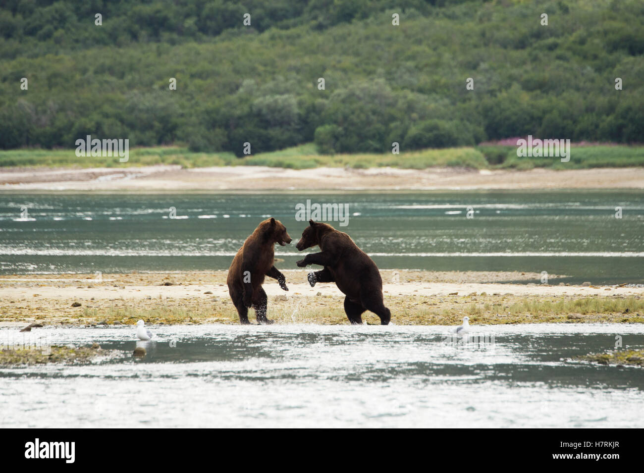 Bear standing on two legs hires stock photography and images Alamy