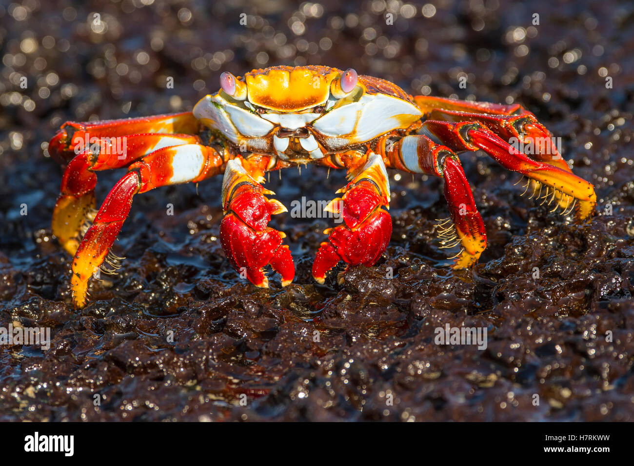 Painted crab (Ocypode gaudichaudii); Galapagos Islands, Ecuador Stock Photo