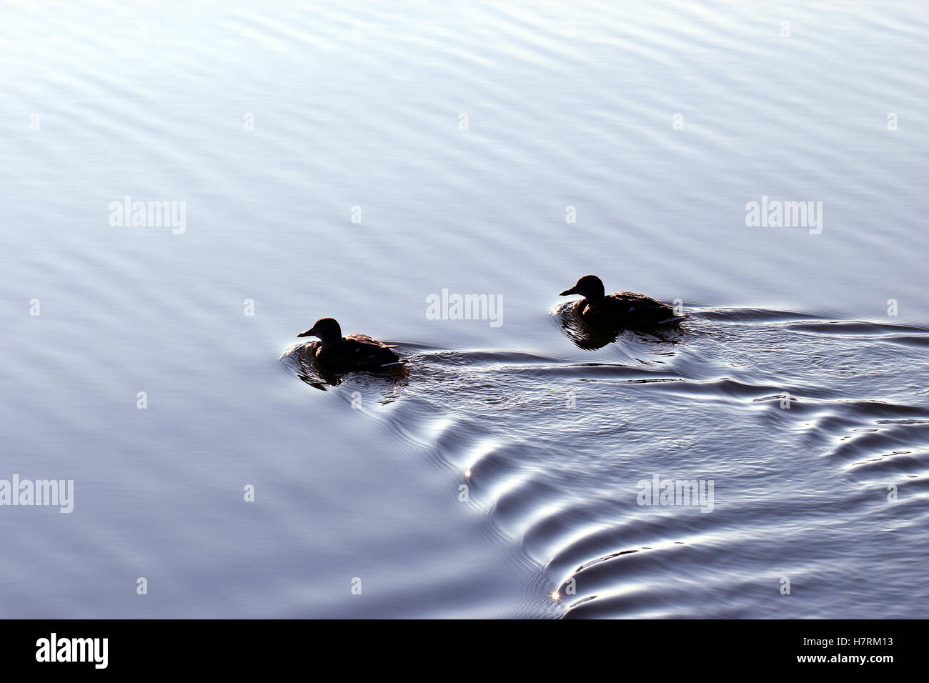 Ducks swimming in calm sea. Silhouette and following wave. Stock Photo