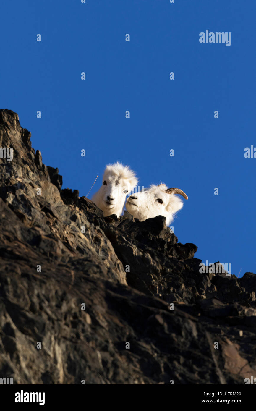 Dall sheep (ovis dalli) ewe and lamb cuddle together on a rocky ledge ...