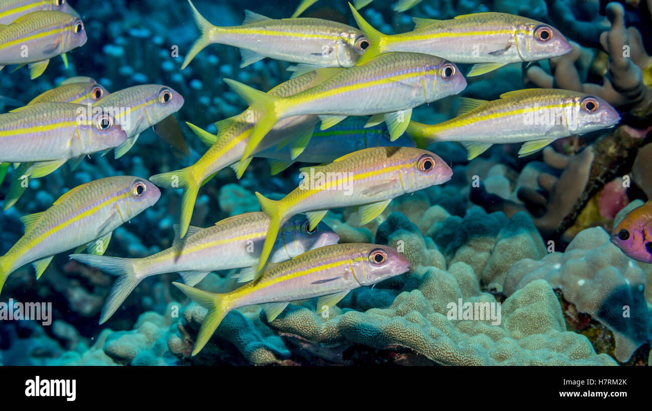 Yellowfin Goatfish (Mulloidichthys vanicolensis) schooled off the Kona coast; Kona, Island of Hawaii, Hawaii, USA Stock Photo