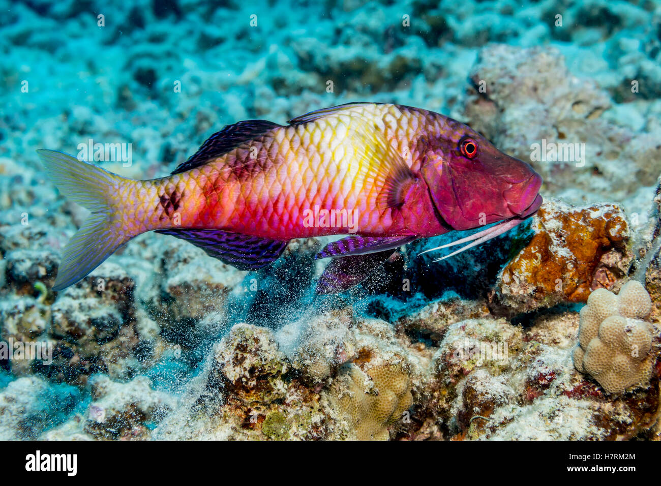 Island Goatfish (Parupeneus insularis) releasing sand through its gill slits after feeding off the Kona coast Stock Photo