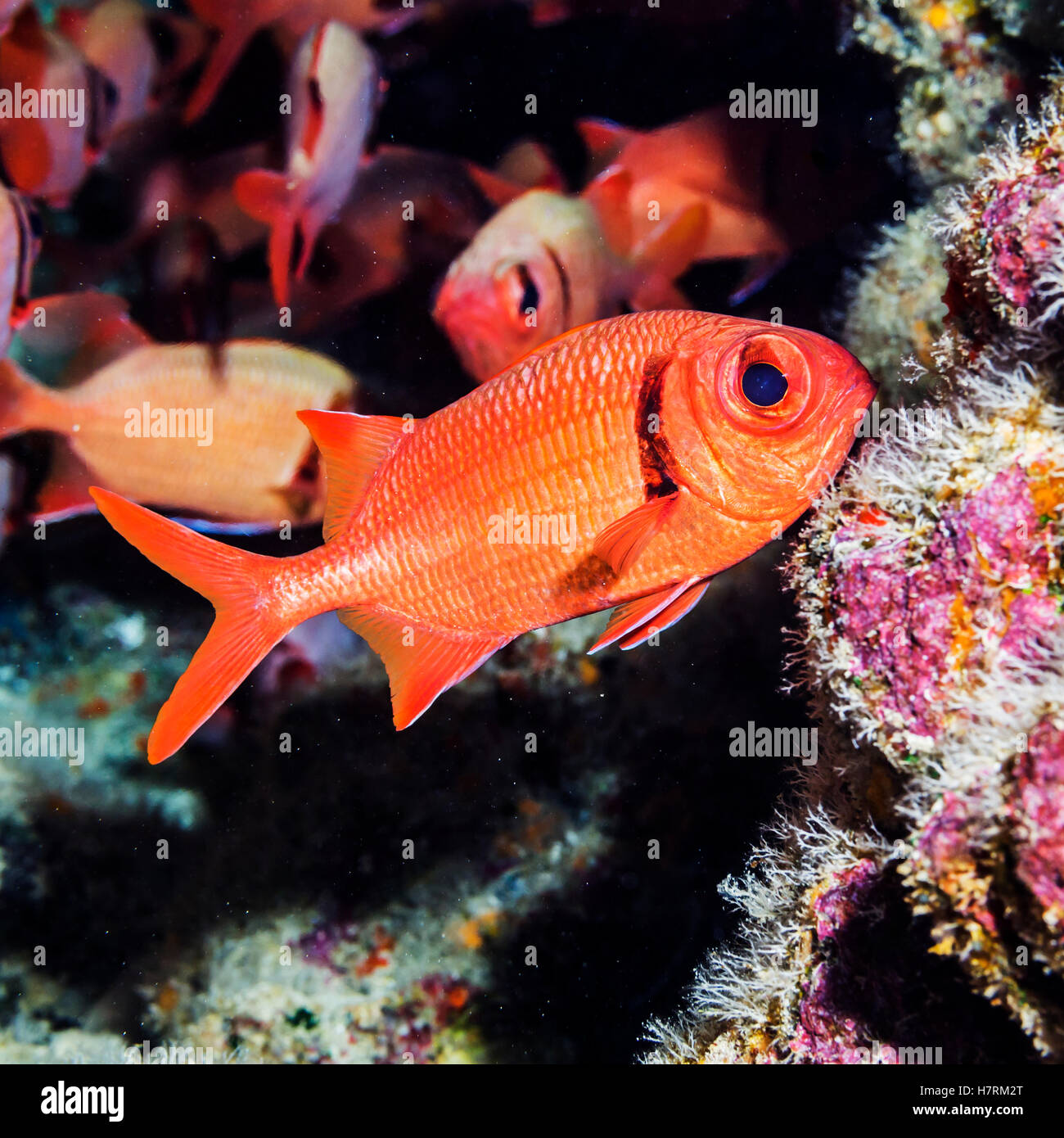 Portrait of a Epaulette Soldierfish (Myripristis kuntee) taken while scuba diving the Kona coast Stock Photo