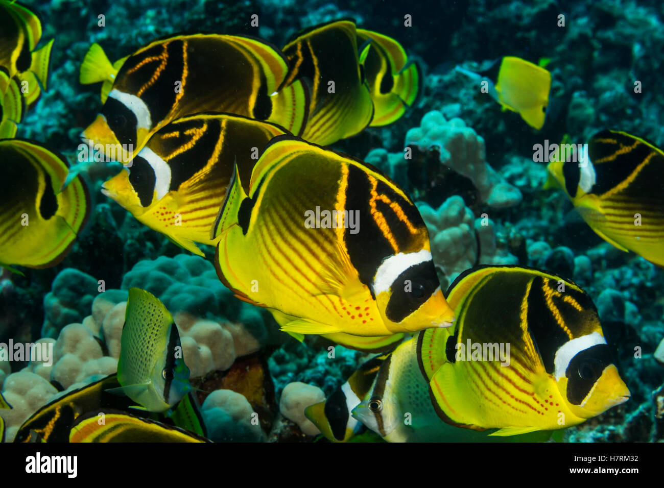 Racoon Butterflyfish (Chaetodon lunula) schooling off the Kona coast, taken while scuba diving with Jack's Diving Locker at Pawai Bay Stock Photo