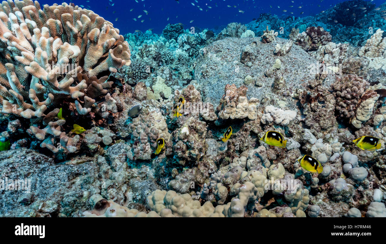 Coral Reef Comprised Of Multiple Coral Species On Lava Rock Off The Kona Coast, A Partially Bleached Antler Coral (Pocillopora Eydouxi) On The Left... Stock Photo