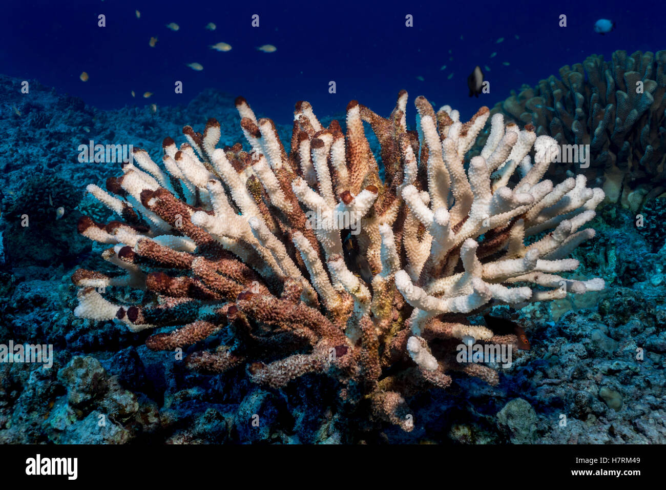 Antler Coral (Pocillopora Eydouxi) Bleached White By The Compounding Effects Of An El Nino With Global Warming Photographed While Scuba Diving The ... Stock Photo