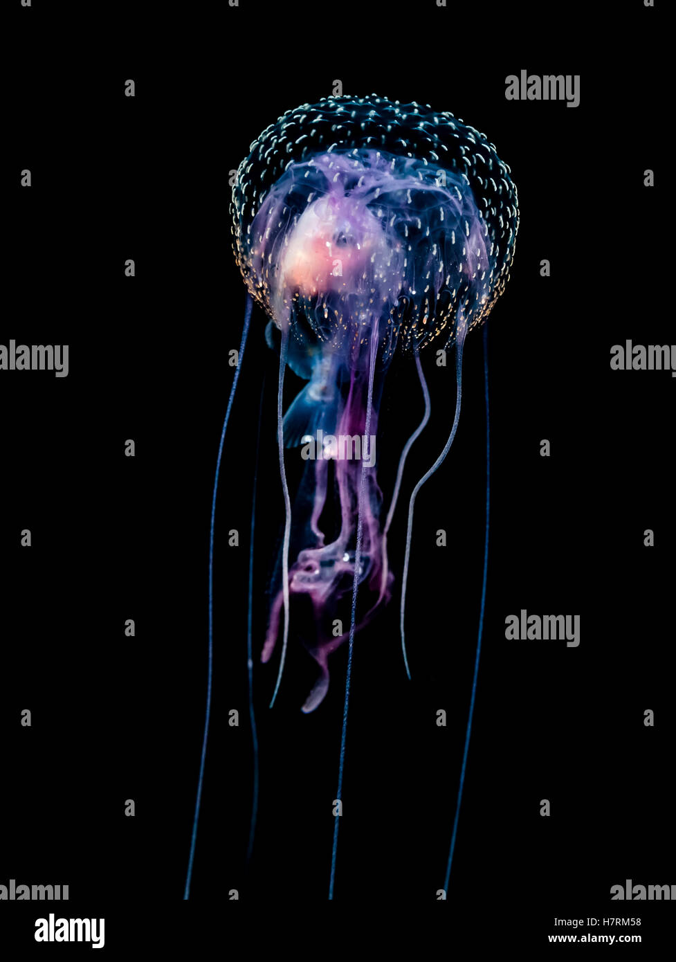 Jellyfish (Pelagia noctiluca) with fish prey photographed during a