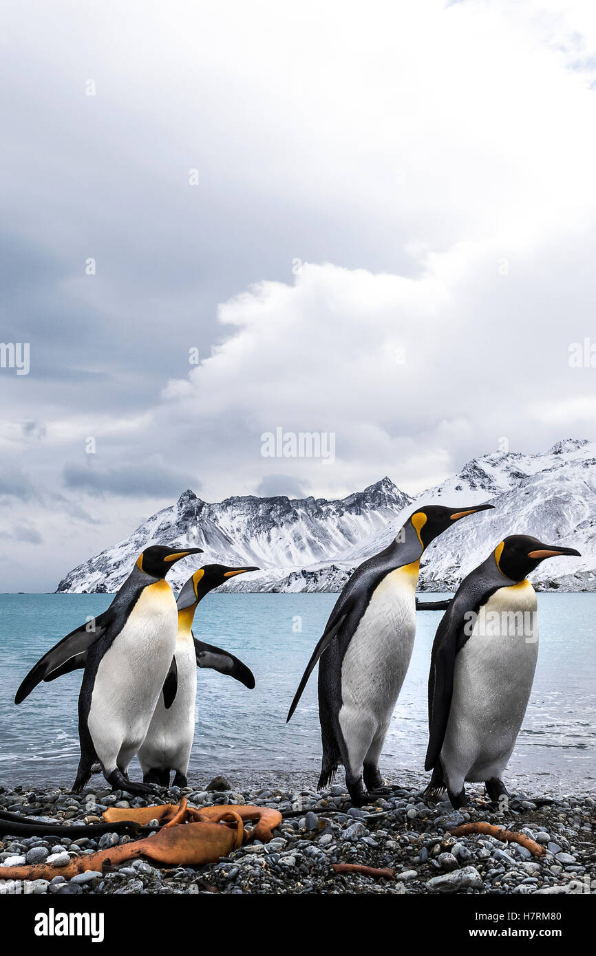 Four King penguins (Aptenodytes patagonicus) on a beach walking in a row Stock Photo