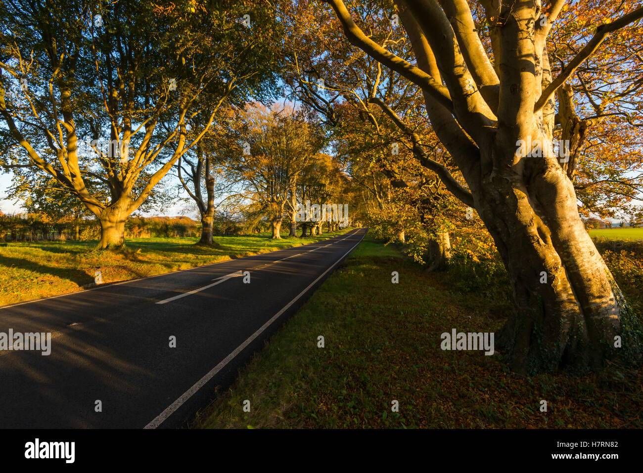 Wimborne, Dorset, UK. 7th Nov, 2016. UK Weather. Late afternoon golden autumn sunshine