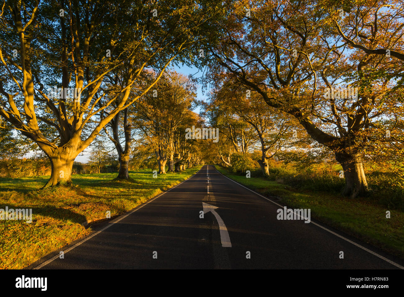 Wimborne, Dorset, UK. 7th Nov, 2016. UK Weather. Late afternoon golden autumn sunshine