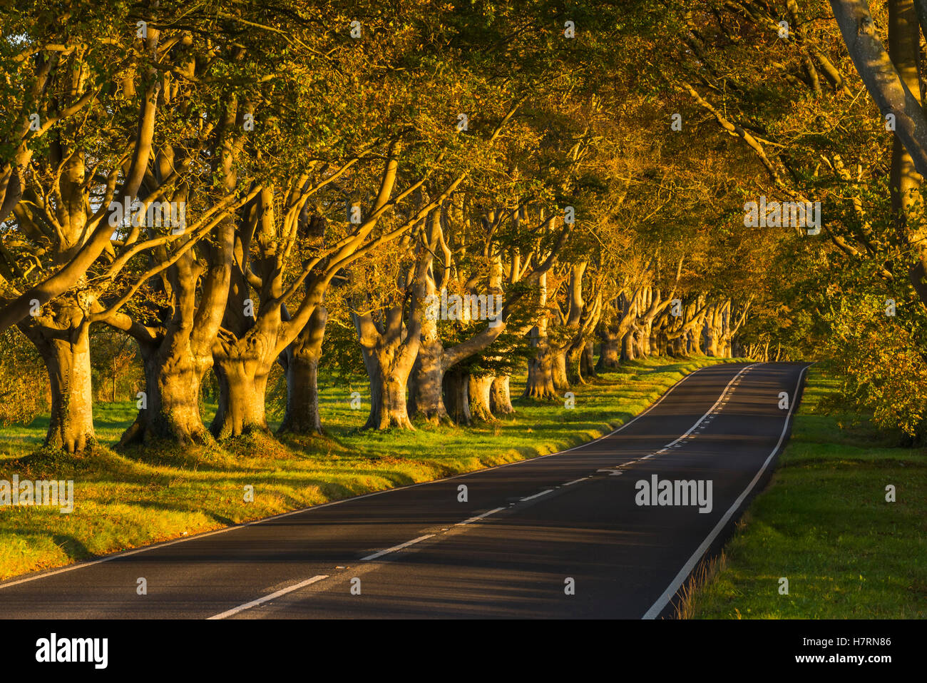 Wimborne, Dorset, UK. 7th Nov, 2016. UK Weather. Late afternoon golden autumn sunshine illuminates the iconic beech tree venue along the B3082 Blandford Road at Badbury Rings near Kingston Lacy at Wimborne in Dorset. The avenue of trees is maintained by the National Trust but is gradually being replaced by a new avenue of trees further away from the edge of the road due the age of the trees making them brittle and dangerous. The image was taken from a public right of way.  Credit:  Graham Hunt/Alamy Live News Stock Photo