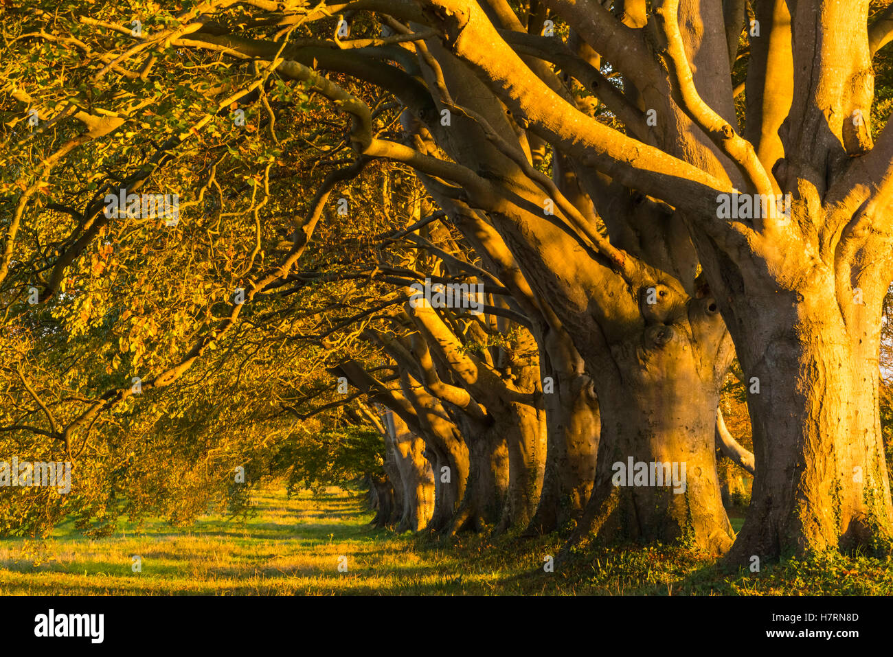 Wimborne, Dorset, UK. 7th Nov, 2016. UK Weather. Late afternoon golden autumn sunshine