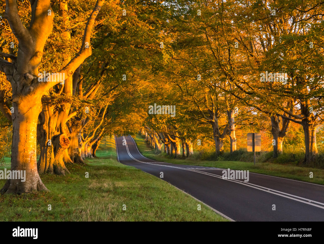 Wimborne, Dorset, UK. 7th Nov, 2016. UK Weather. Late afternoon golden autumn sunshine