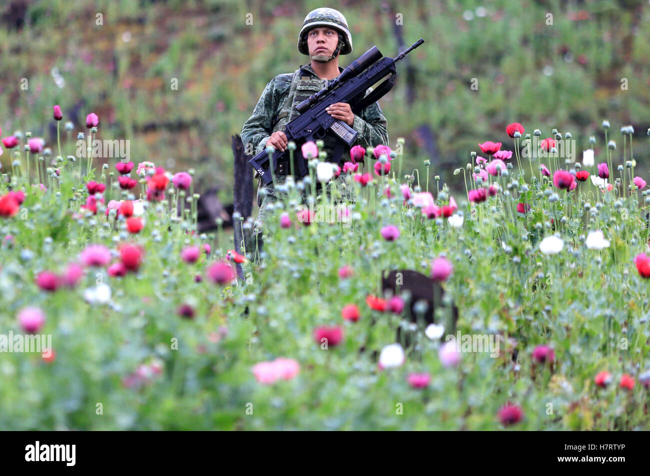 Guerrero, Guerrero State of Mexico. 6th Nov, 2016. A soldier stands guard during the destruction of a hectare of poppy field in Ajuchitlan del Progreso, Guerrero State of Mexico, Nov. 6, 2016. © David Guzman/Xinhua/Alamy Live News Stock Photo