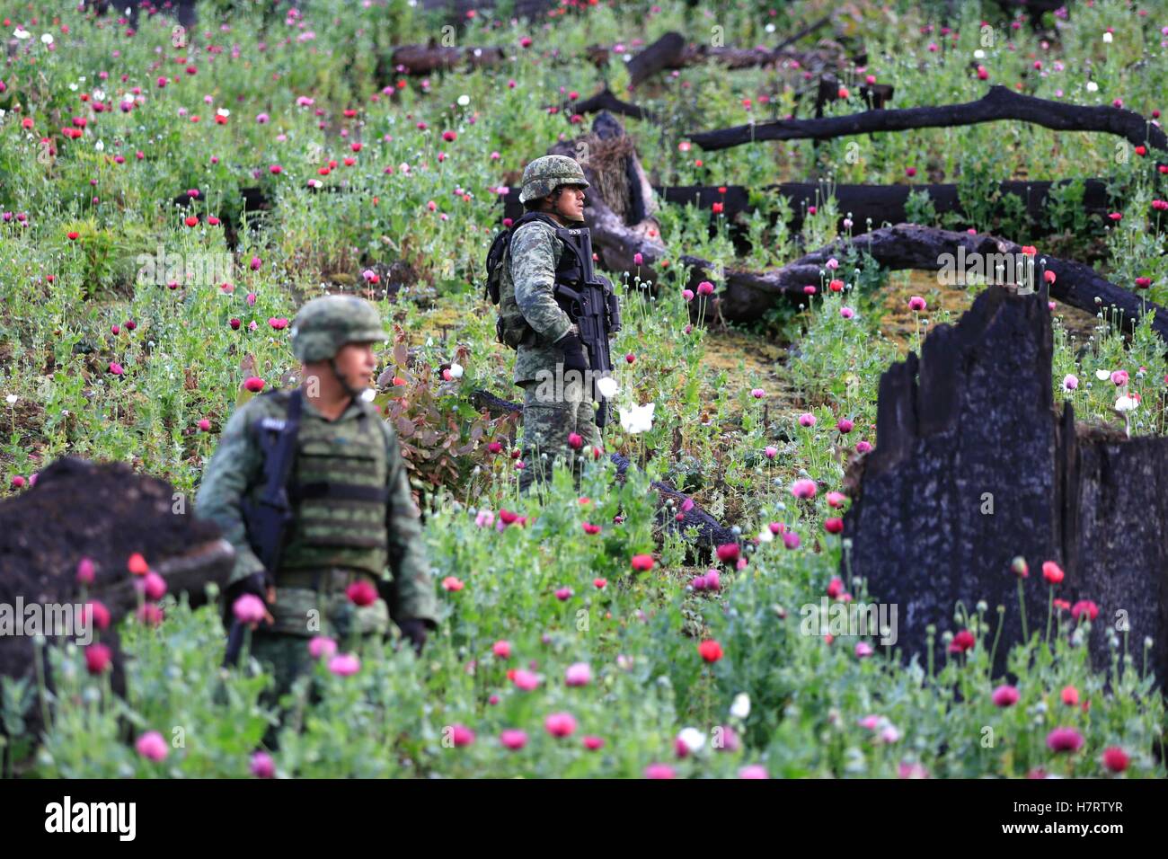Guerrero, Guerrero State of Mexico. 6th Nov, 2016. Soldiers stand guard during the destruction of a hectare of poppy field in Ajuchitlan del Progreso, Guerrero State of Mexico, Nov. 6, 2016. © David Guzman/Xinhua/Alamy Live News Stock Photo