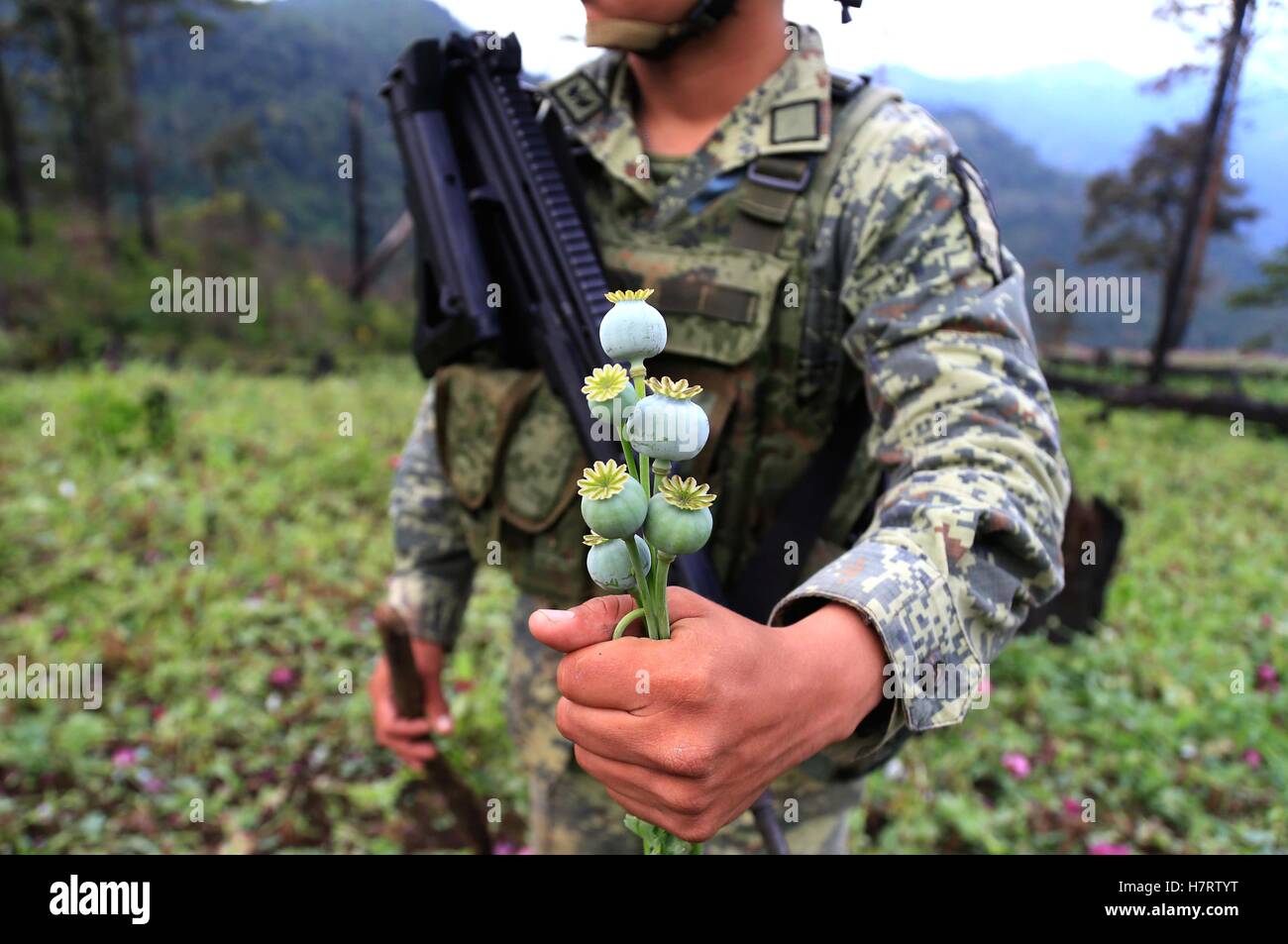 Guerrero, Guerrero State of Mexico. 6th Nov, 2016. A soldier holds a poppy plant while standing guard during the destruction of a hectare of poppy field in Ajuchitlan del Progreso, Guerrero State of Mexico, Nov. 6, 2016. © David Guzman/Xinhua/Alamy Live News Stock Photo
