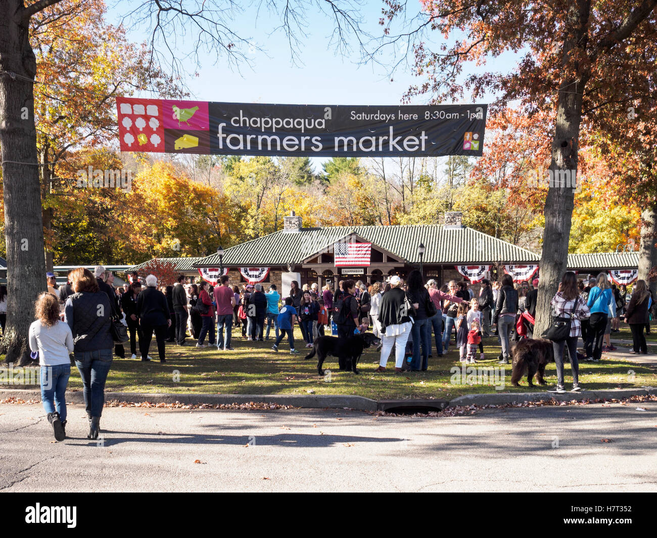 Chappaqua, NY, USA - 8 November 2016. Crowds gather in presidential candidate Secretary of State Hillary Clinton's home town of Chappaqua, New York in anticipation of a Pantsuit Up flash mob at the Chappaqua Train Station on Election Day. Credit:  Marianne A. Campolongo/Alamy Live News Stock Photo
