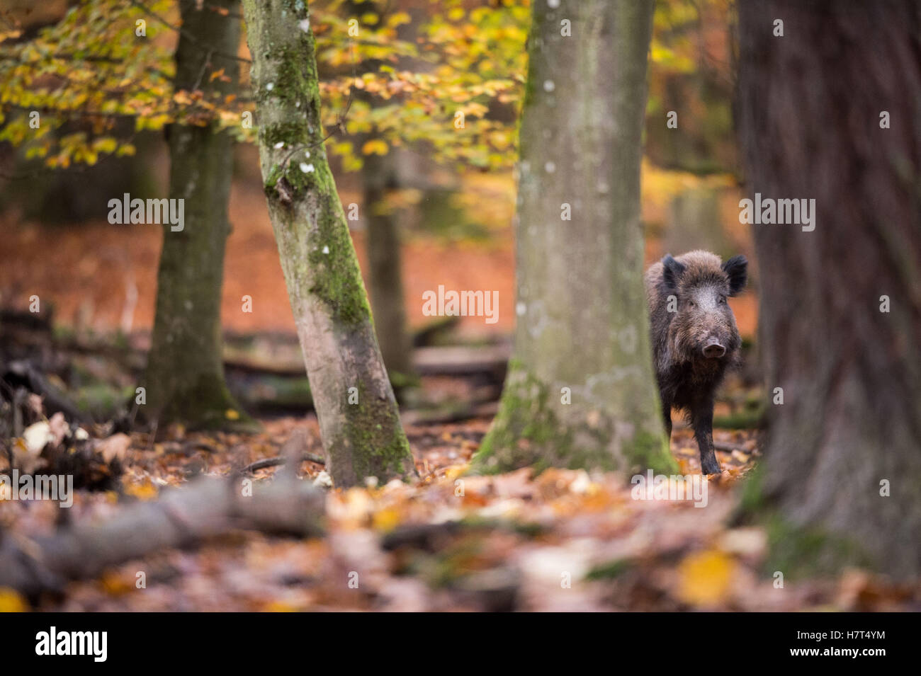 A wild boar peeks out behind a tree in the forest in the boar cage In ...