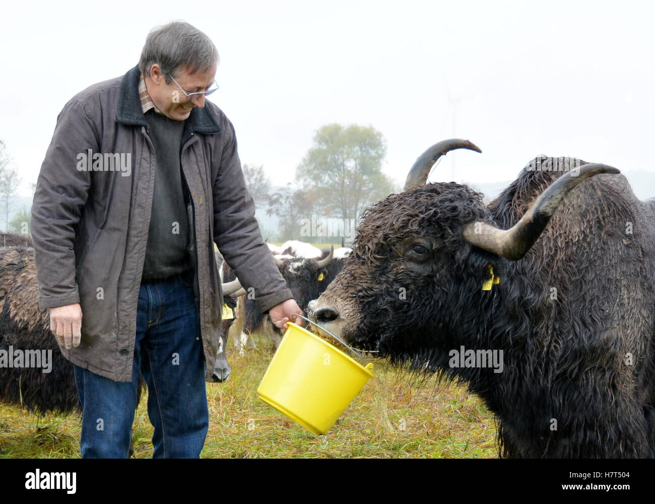 Organic farmer and Yak breeder Hans Rueffer feeds his Yak "Nano" on a pitch near Schluechtern, Germany, 25 October 2016. Rueffer has specialized in selling Asian Highland cattle. Photo: Jörn Perske/dpa Stock Photo