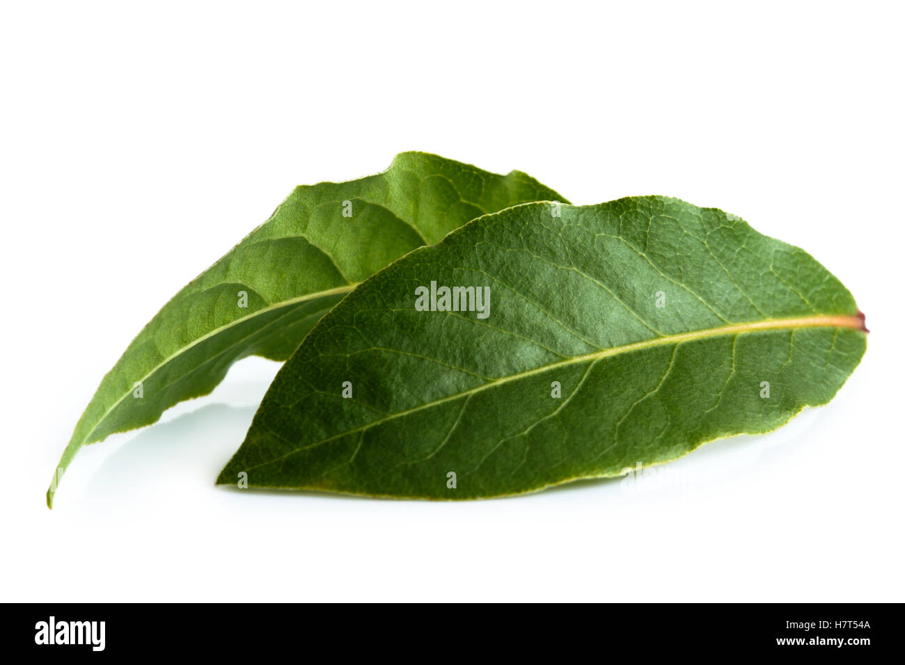 Two bay leaves isolated on white Stock Photo Alamy