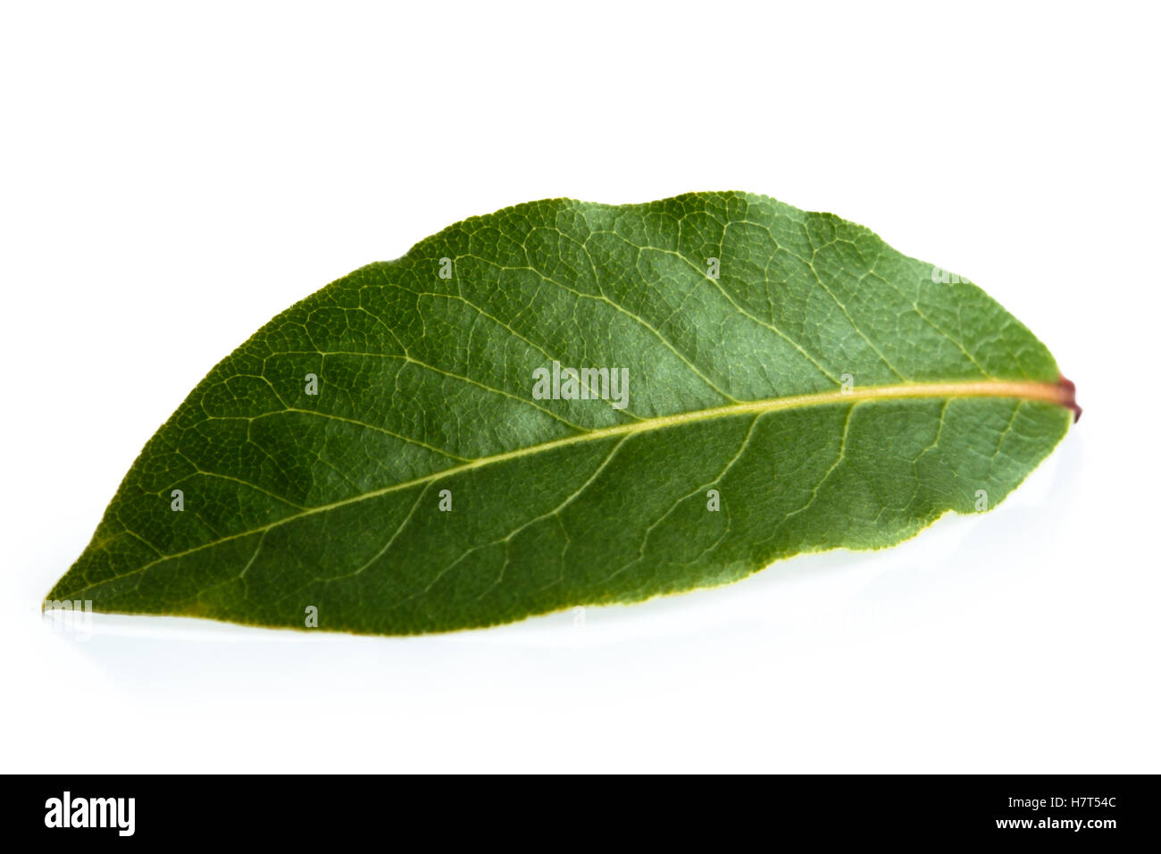 Fresh green single leaf Cut Out Stock Images Pictures Alamy