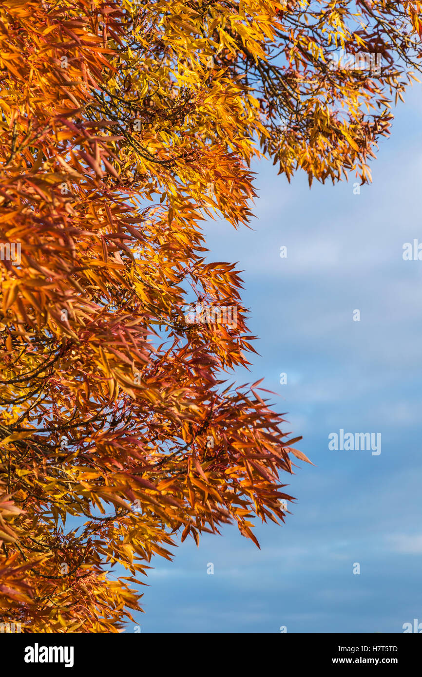 Red ash tree leaf hi-res stock photography and images - Alamy