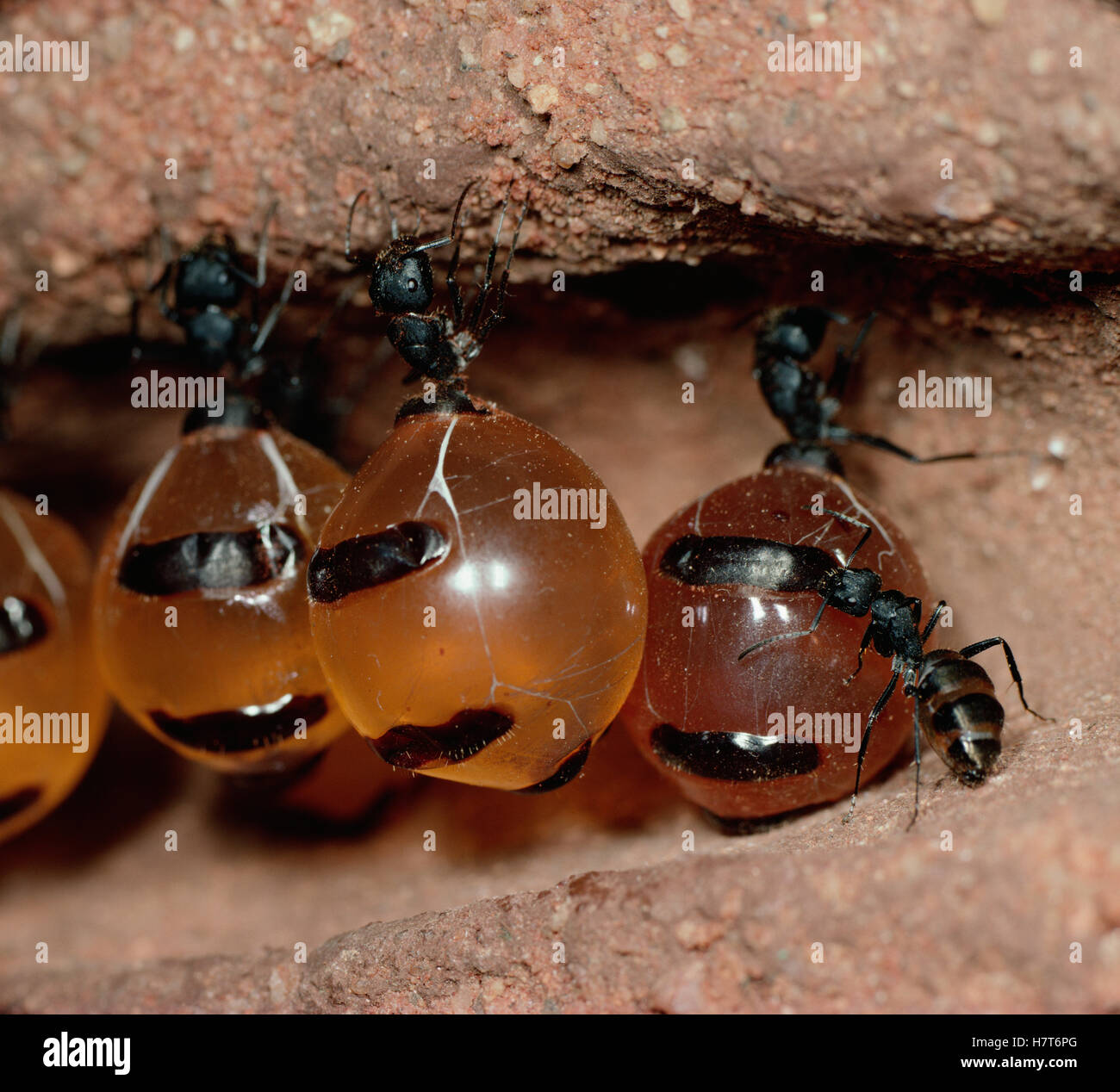 Honeypot Ant (Camponotus inflatus) repletes hanging from ceiling of