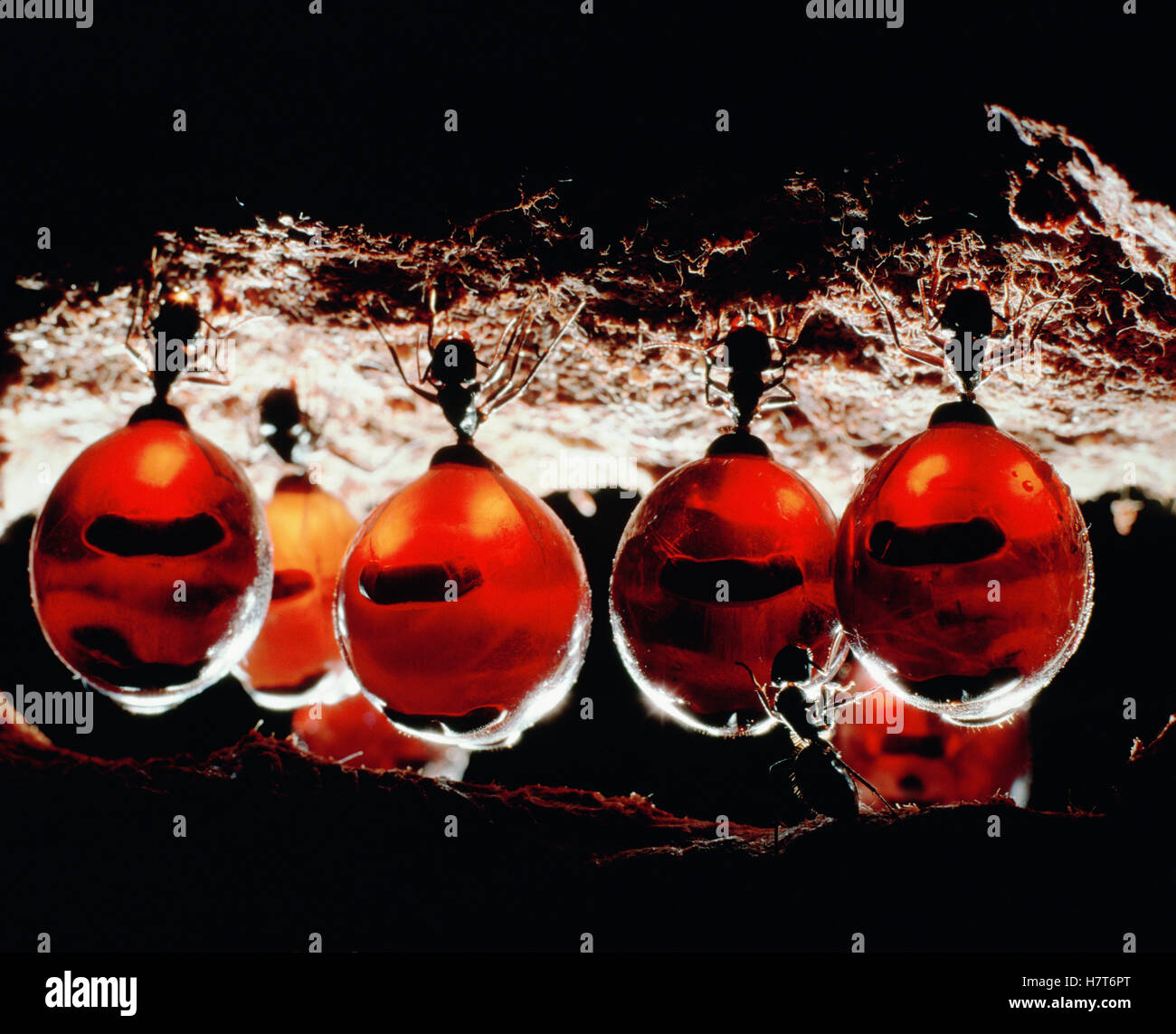 Honeypot Ant (Camponotus inflatus) repletes hanging from ceiling of