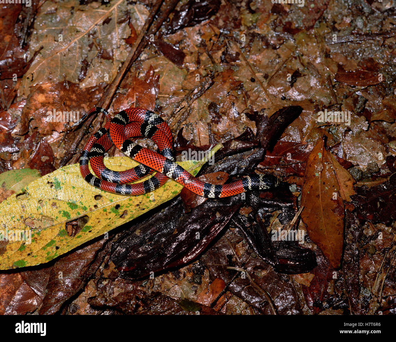 Milk Snake (Lampropeltis triangulum) mimics poisonous Coral Snake Stock