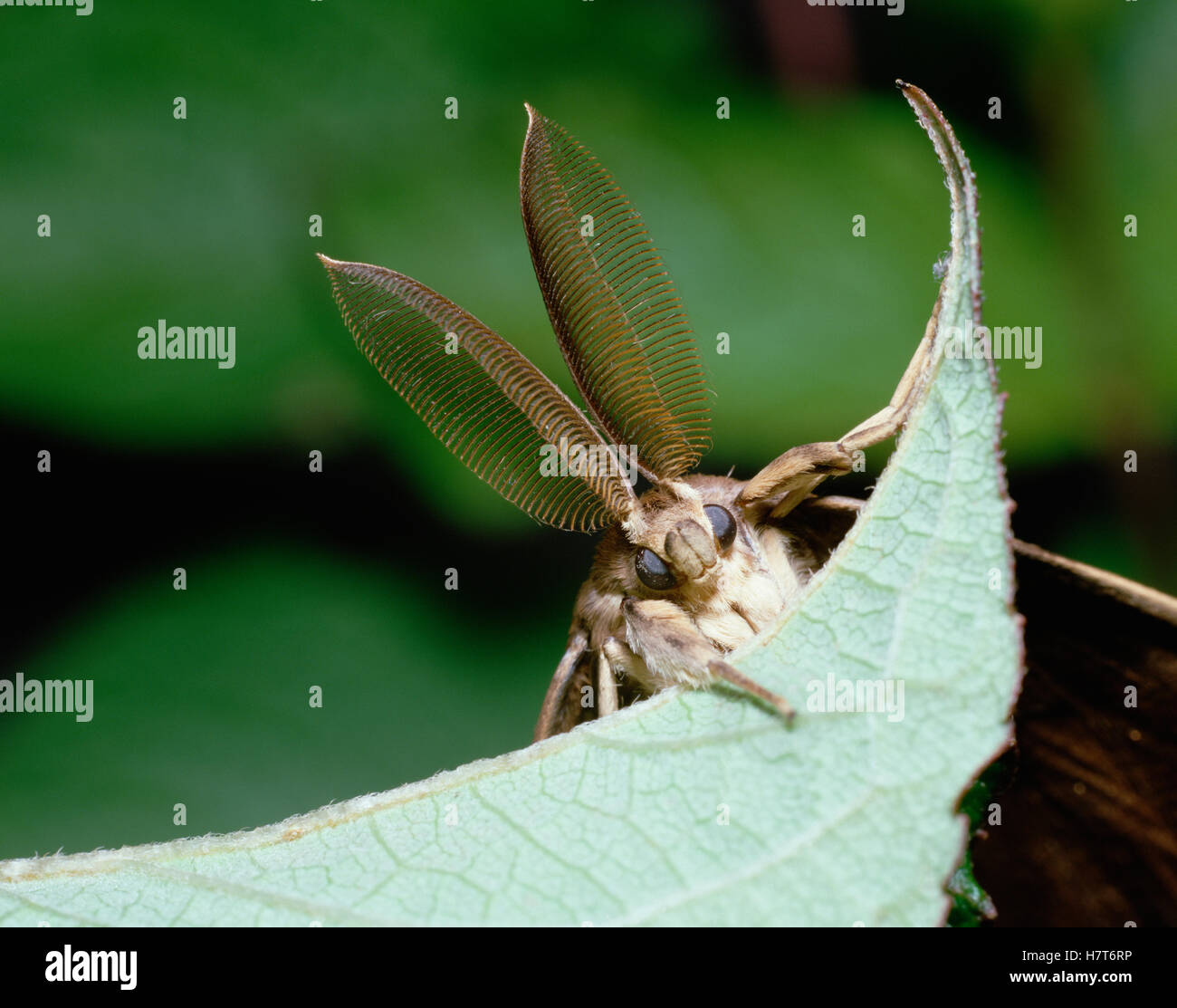 Gypsy Moth (Lymantria dispar) close up on leaf, front view, Shiga